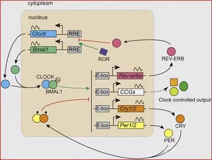 NAD+补充剂瑞维拓科研人员发现人体生命节拍器插图 NAD+补充剂瑞维拓科研人员发现人体生命节拍器