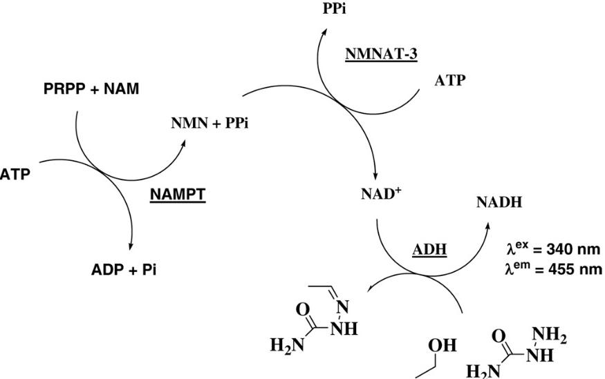 小分子大碰撞,享受NAD+与NMN带来的“健康”体验插图1 NMN和ATP在NMNAT1-3的作用下产生NAD+