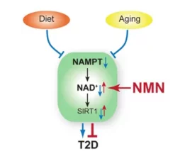 NMN实验|最新研究发现NMN改善2型糖尿病效果显著插图2 NMN对饮食和衰老引发的2型糖尿病作用模式