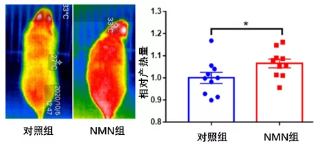 补充NMN显著提高了小鼠的产热量