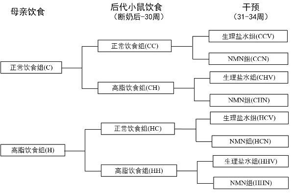NMN可在三周内有效改善肥胖小鼠后代的代谢障碍|《Cells》研究插图3 NMN小鼠试验干预处理及分组概况