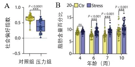 青春期压力引起小鼠社交能力降低和脂肪含量增加NMN