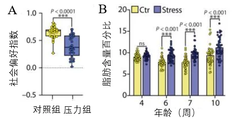 NMN前沿|NMN可以改善因青春期压力大而引起的肥胖和社交障碍!插图3 青春期压力引起小鼠社交能力降低和脂肪含量增加NMN