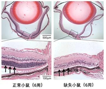 NMN实验|《Cell》子刊:补充NMN可恢复视力健康插图 NMN实验|《Cell》子刊:补充NMN可恢复视力健康