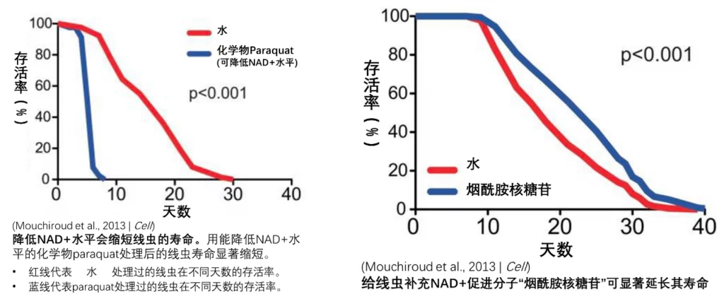 补充NMN提升NAD+水平可延长动物寿命成抗衰新趋势插图1 NAD+水平与寿命的关系