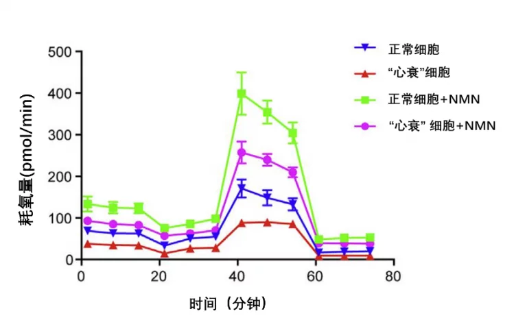 美国NMN实验发现补充NMN可以促进线粒体的功能,并防止心力衰竭插图2 补充NMN可以提高线粒体功能
