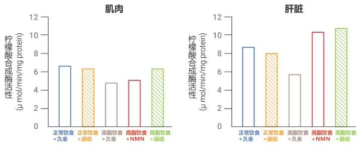 NMN实验|补充NMN可显著改善与肥胖相关的疾病,其效果与运动类似插图2 补充NMN线粒体数量对比