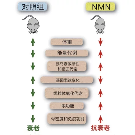 普通小鼠补充12个月NMN后，各器官相关指标的变化情况