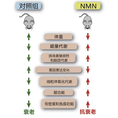 服用NMN可提高机体内NAD+水平,并有效减少衰老迹象插图2 普通小鼠补充12个月NMN后,各器官相关指标的变化情况