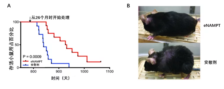 NMN实验|补充eNAMPT酶的老年小鼠与正常老年小鼠对比