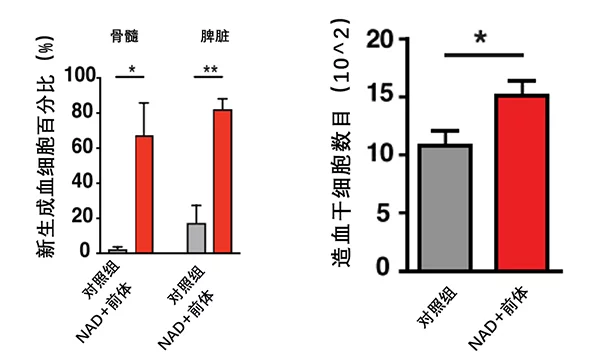 经过NAD+前体NMN处理后，造血干细胞的造血速度及增值能力对比