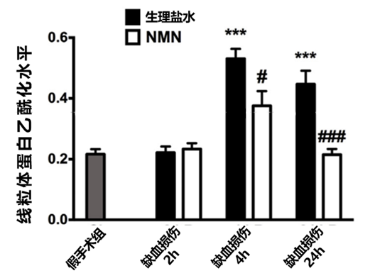 补充NMN24小时内线粒体蛋白乙酰化水平