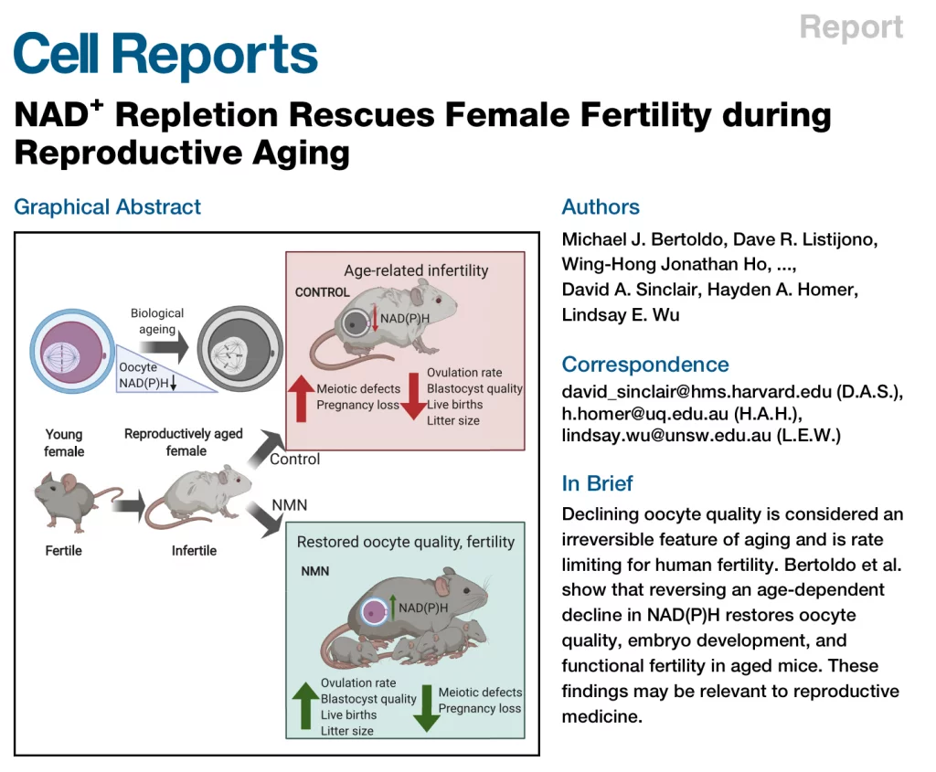 《细胞报告》：给老年雌性小鼠喂食NMN可显著提升其卵母细胞的数量和质量