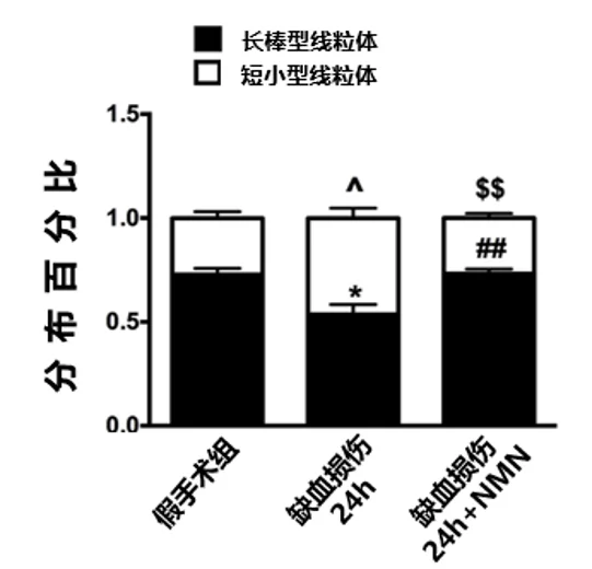 补充NMN不同类型线粒体分布情况