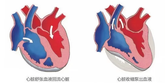 衰老心脏恢复“幼态”|华盛顿大学:NMN协同SS-31分子提高心功能插图 NMN实验心脏的舒张和收缩功能