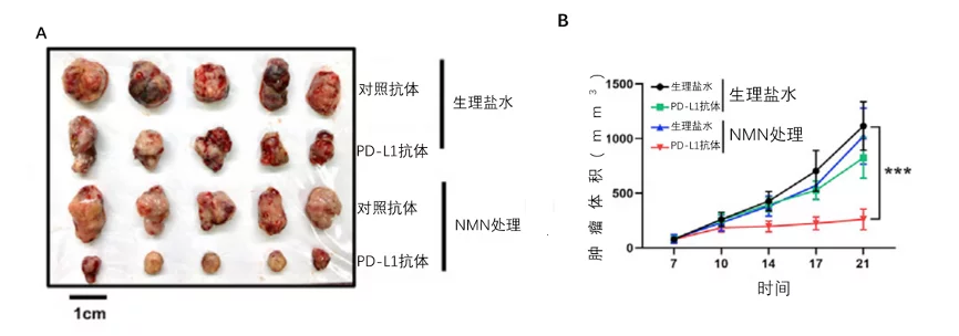 肿瘤治疗“增效剂”|第二军医大学:NMN联合PD-L1抗体使肿瘤缩小速度翻倍插图1 补充NMN可使PD-L1治疗效果更佳