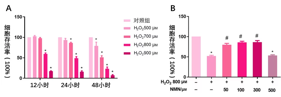广西医科大研究补充NMN可保护小鼠脑血管细胞免受氧化应激损伤插图 (A)H2O2处理12、24和48小时后的细胞存活率;(B)显示NMN可逆转有害负氧离子导致的细胞损害