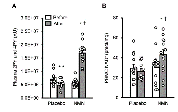 图1 血浆中NMN相关代谢物的水平及外周血单个核细胞的NAD+水平