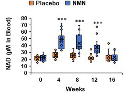 《营养与代谢》日本NMN人体临床试验_补充NMN可增强骨骼肌质量、降低脂肪含量插图3 图3 NMN组和安慰剂组受试者的NAD+水平