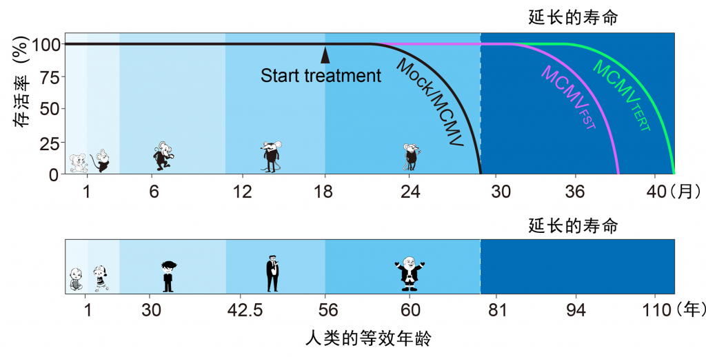 《美国科学院院刊》基因疗法延长寿命40%,美国科学院公布病毒基因疗法成果插图1 基因疗法实验小鼠存活率对比